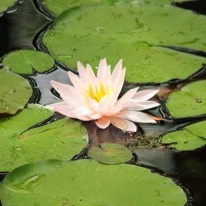 Meet your Posher, Jeannie